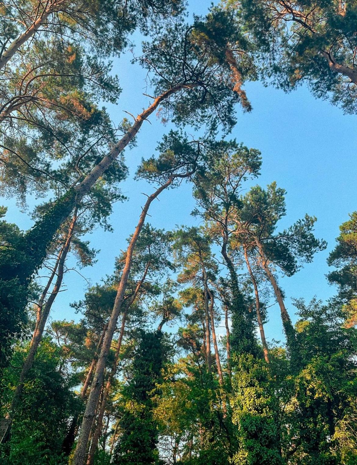 Boshuisje Pinus Sonnevijver Residences Lanaken Zewnętrze zdjęcie
