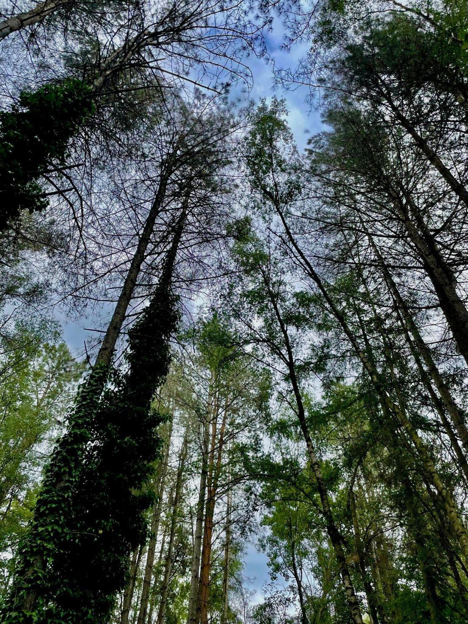 Boshuisje Pinus Sonnevijver Residences Lanaken Zewnętrze zdjęcie